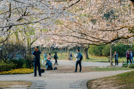 Landscape of the spring cherry blossoms, in Wuxi Yuantouzhu, also named "Turtle Head Isle" in Englishのeditorial素材