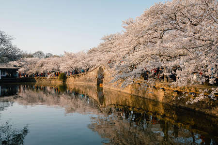 Landscape of the spring cherry blossoms, in Wuxi Yuantouzhu, also named "Turtle Head Isle" in Englishのeditorial素材