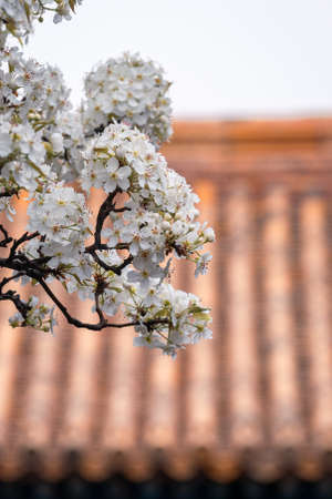 White pear blossoms, pyrus flowers against ancient Chinese building with yellow tile roof in the...