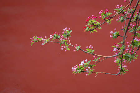 Spring flowers with gray wall and green tile roof in Beijing, China