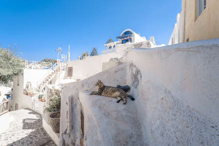 A wild cat on the roof in Santorini, Greeceのeditorial素材