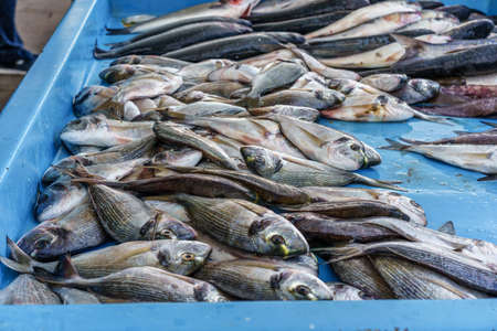 Fish on the fish market in Marseille old portの写真素材