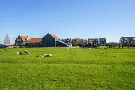 Buildings and farm scenery in the fishing village Marken, Netherlandsの写真素材