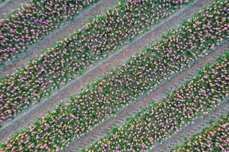 Aerial view of the colorful hyacinth fields in Keukenhof, Lisse at dusk in Netherlandsの写真素材
