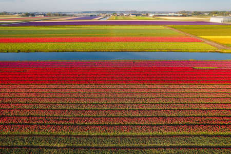 Aerial view of the colorful tulip fields in Keukenhof, Lisse at sunrise in Netherlandsの写真素材