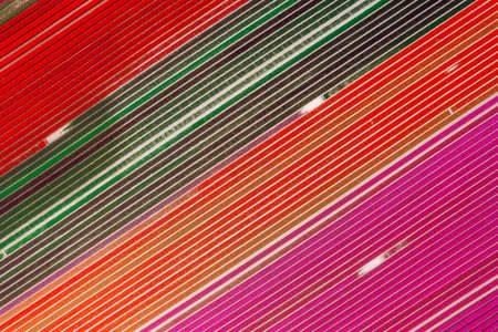 Aerial view of the colorful tulip fields in Keukenhof, Lisse at sunrise in Netherlands