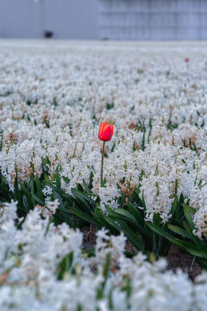 Red tulip flowers in the white hyacinth fields in Keukenhof, Lisse at dusk in Netherlands