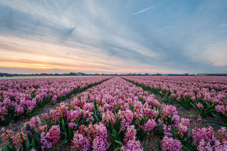 colorful hyacinth fields in Keukenhof, Lisse at dusk in Netherlandsの写真素材