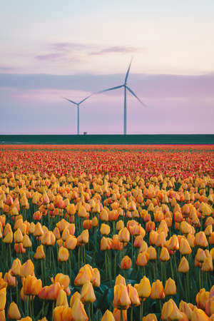Tulip fields and rows of grand Wind Turbines at dusk in Noordoostpolder part of Netherlandsの写真素材