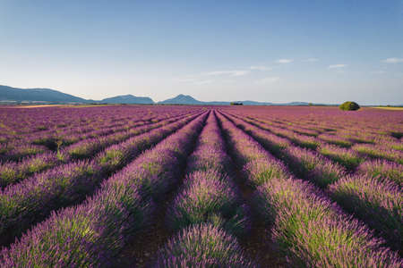 Aerial View of Lavender Fields in Valensole Plateau at sunrise, Provence, Franceの写真素材