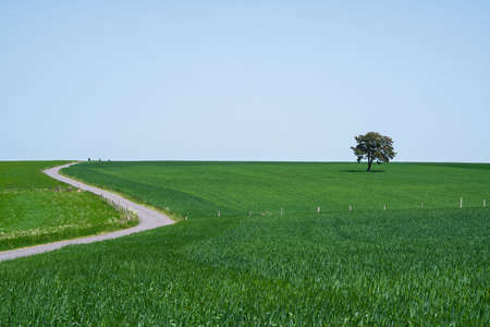 A country road and green meadow with a tree