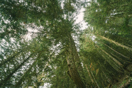 Forest background on the mountain of Pyrenees Plateau