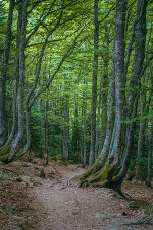 Natural landscapes of the lake, forest and mountains in the French Pyrenees
