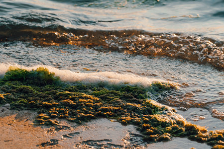 Close-up of seaweed and waves on the beach at duskの写真素材