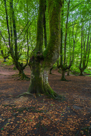 Otzarreta beech forest, Hayedo Otzarreta, Gorbea Natural Park, Basque Country, Spainの写真素材