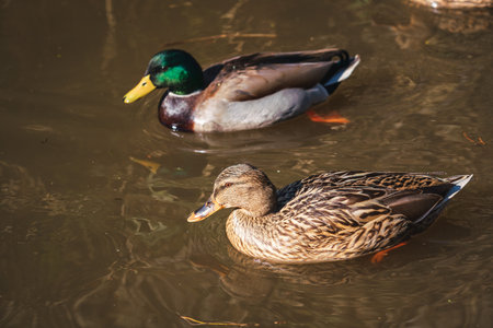 <p>Two ducks in the water</p>の写真素材