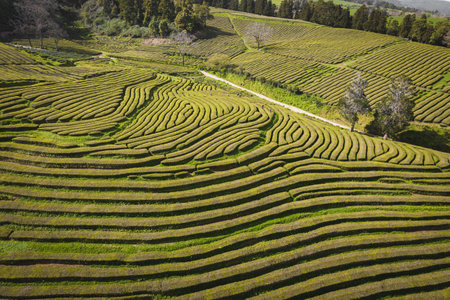 Aerial view of a tea garden, Tea plantation on Sao Miguel Islandの写真素材