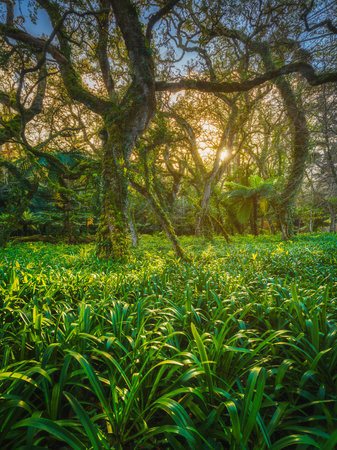 forest landscape with grass foreground and trees at dusk. Forest on the island Sao Miguel, Azores, Portugalの写真素材
