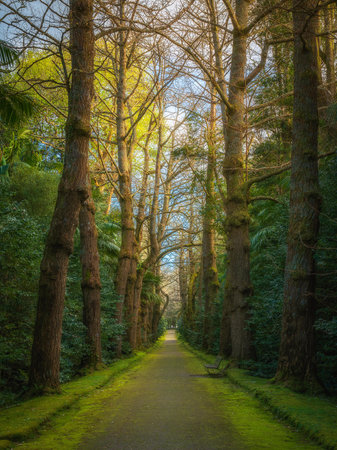 forest path in a park with tall trees on both sidesの写真素材