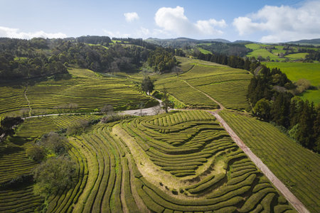 Aerial view of a tea garden, Tea plantation on Sao Miguel Islandの写真素材