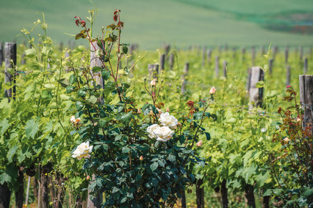A white rose tree grows in a vineyardの写真素材