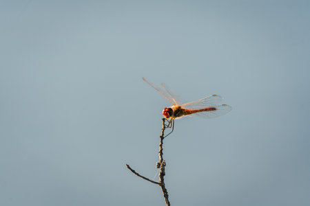 Dragonfly resting on a dry branch with blue sky in the backgroundの写真素材