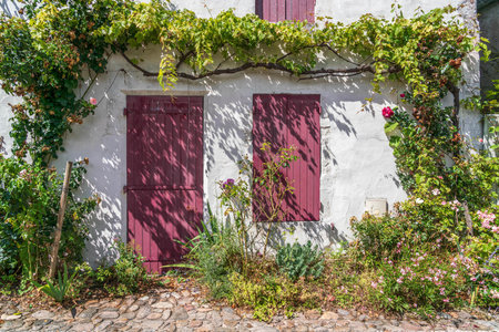 Red wooden door and window with white wall background surrounding by green plantsの写真素材