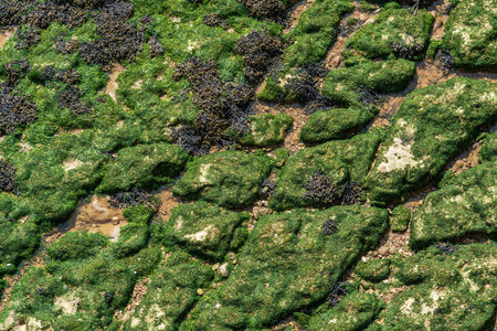 Green moss background on stone on the coastlineの写真素材