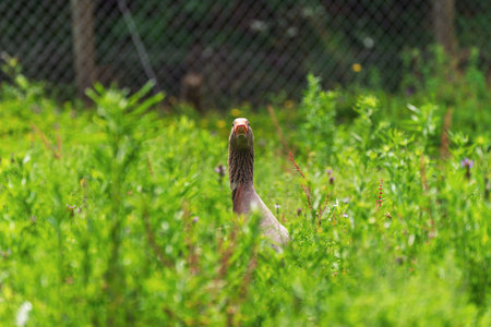 Wild greylag goose in pondの写真素材