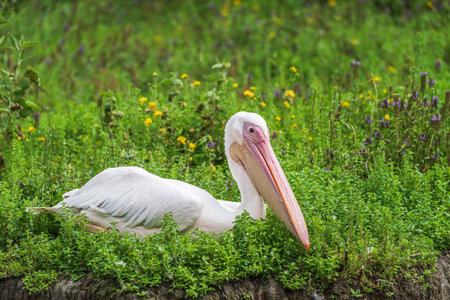 Wild Great white pelican, a Pelecanus onocrotalus in grasslandの写真素材