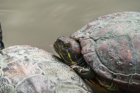 Close up view of European pond turtlesの写真素材