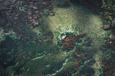 Aerial view of seaweed on the sea surface with a fishing boatの写真素材