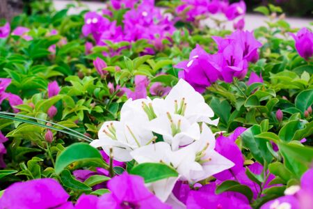 White and purple bougainvillea in the garden.の写真素材
