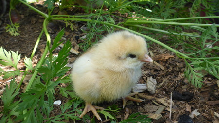 White chick in the gardenの写真素材
