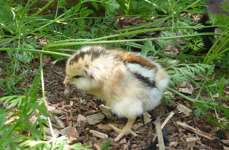 Small chick in the gardenの写真素材