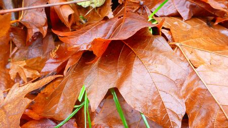 Maple leaves in the fallの写真素材