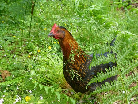Free range hen in the fernの写真素材