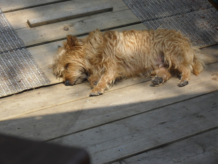 Cairn terrier sleeping on the dockの写真素材