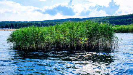 reeds in a blue lakeの写真素材