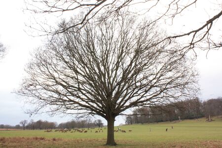 Empty branch tree and green grassの写真素材