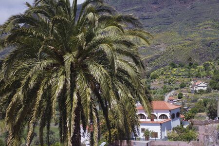 Big mountain and palm tree cover little white houses town, idyllic village in the mountains of Gran Canaria, Tejeda, Canary islands, Spainの写真素材
