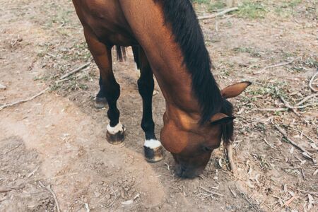 Beautiful brown horse portrait on field background. Spanish horsesの写真素材