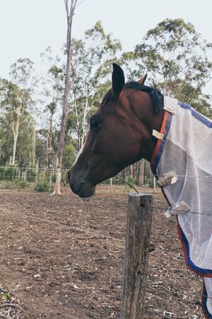 Brown horse in a blanket in the ranch, White blanket. Spanish horse, andalusian