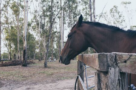 Brown horse on wild ranch. Spanish horse, andalusianの写真素材
