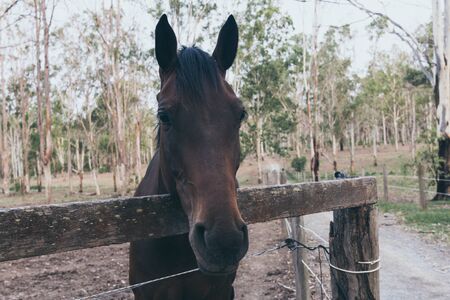 Brown horse on wild ranch. Spanish horse, andalusianの写真素材