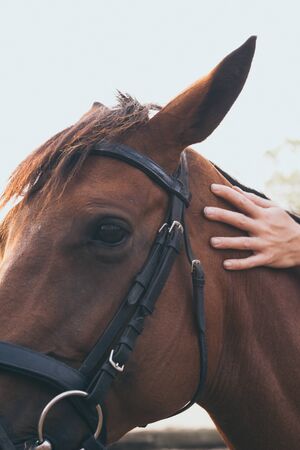 Close-up of young woman hand caressing beautiful chestnut horse head