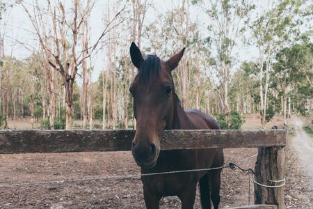 Brown horse on wild ranch. Spanish horse, andalusian