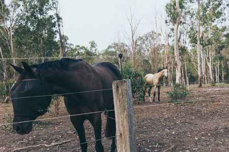 Beautiful white and brown male horse running on ranch. Spanish horses