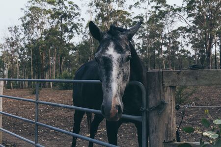 Beautiful black horse with white stain on the forehead on wild ranch. Spanish horse