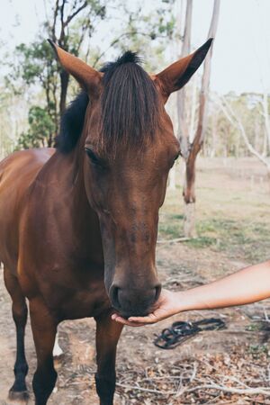 A brown horse eats from a man hand. Spanish horsesの写真素材